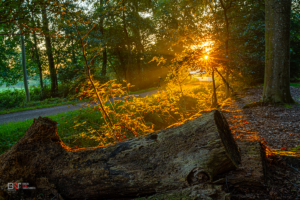 Zonsopkomst Nienoord Leek in het bos van het landgoed