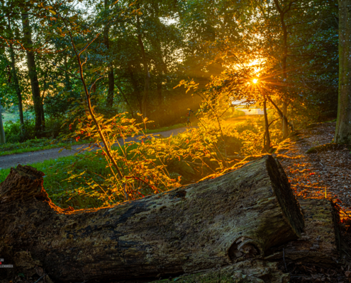 Zonsopkomst Nienoord Leek in het bos van het landgoed