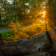 Zonsopkomst Nienoord Leek in het bos van het landgoed