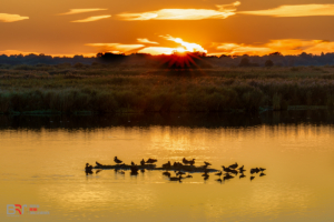 Zonsondergang met (water)vogels