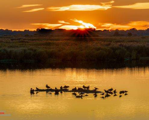 Zonsondergang met (water)vogels