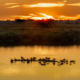 Zonsondergang met (water)vogels