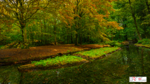 Herfst in het Waterloopbos