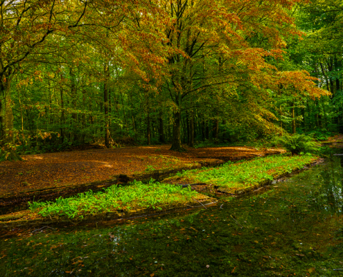 Herfst in het Waterloopbos