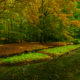 Herfst in het Waterloopbos