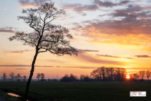 Zonsopkomst in de Onlanden met een boom