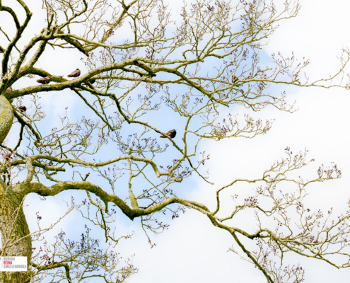 Spreeuwen in de boom in de wolken