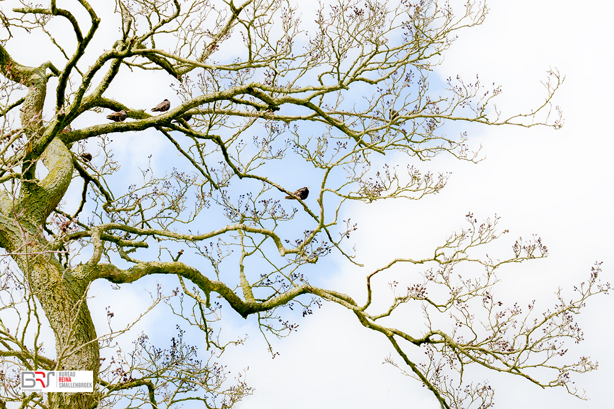 Spreeuwen in de boom in de wolken