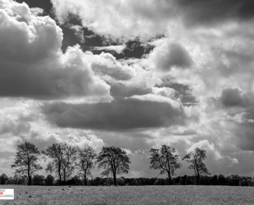 rij bomen in zwart-wit met imposante lucht