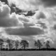 rij bomen in zwart-wit met imposante lucht