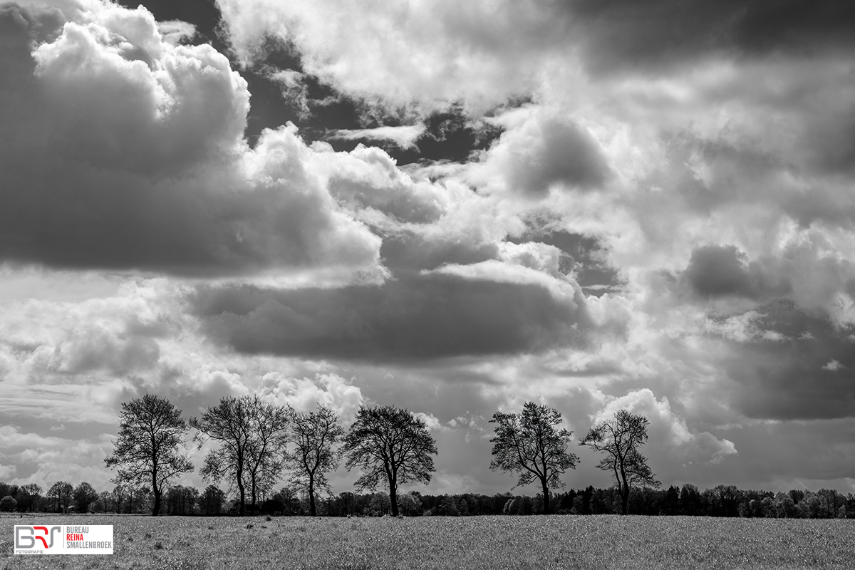 rij bomen in zwart-wit met imposante lucht