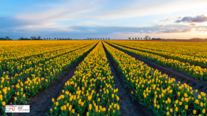 Gele tulpenveld