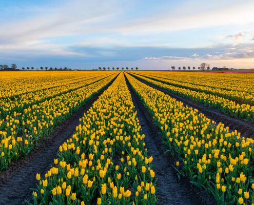 Gele tulpenveld