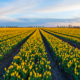 Gele tulpenveld