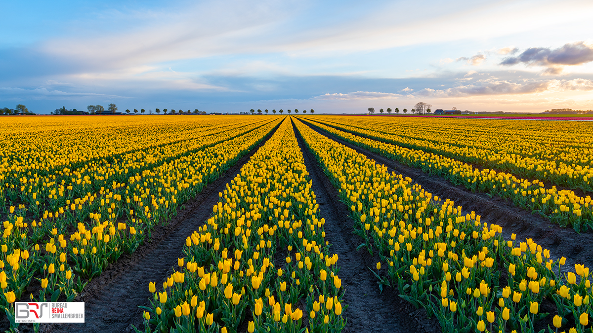 Gele tulpenveld