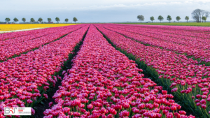 Tulpenveld in rood