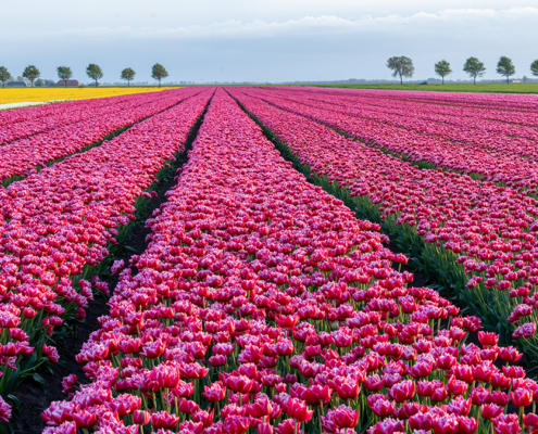 Tulpenveld in rood