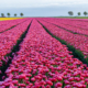 Tulpenveld in rood