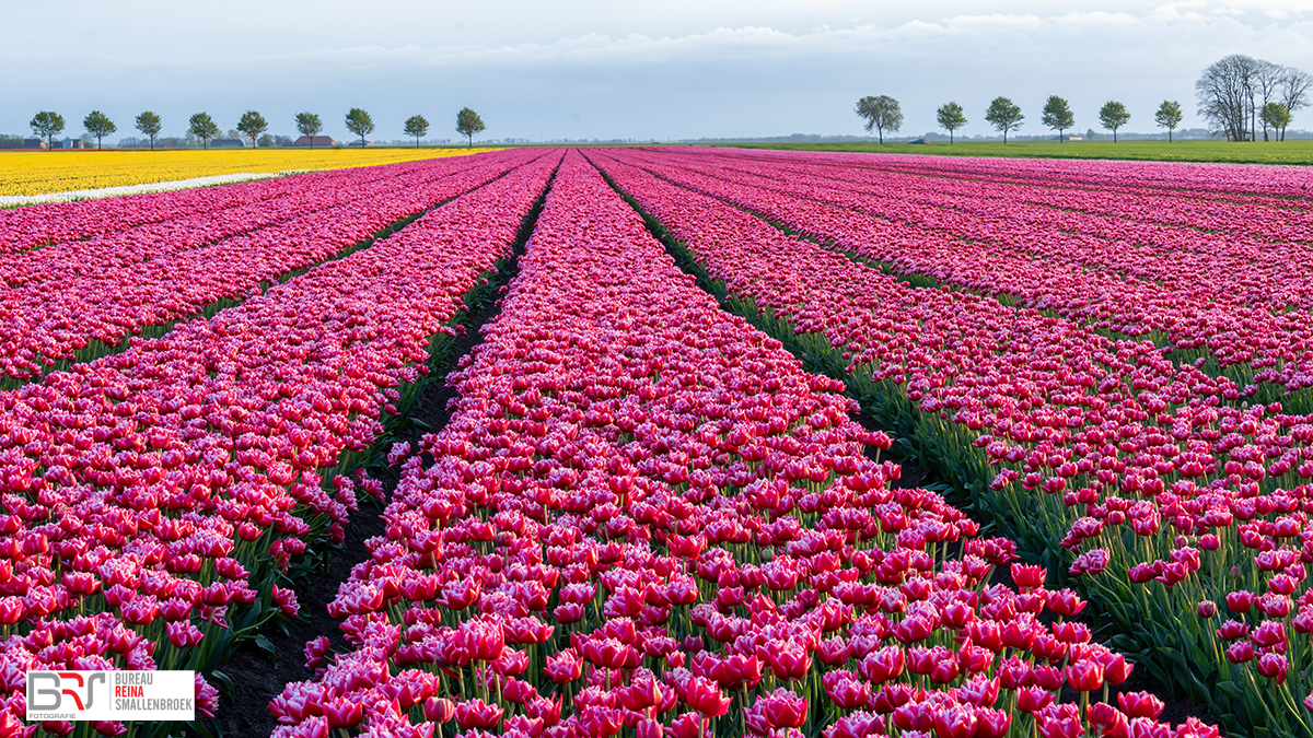 Tulpenveld in rood