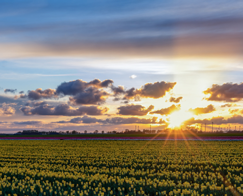 zonsondergang bij de bollen en windturbines