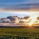 zonsondergang bij de bollen en windturbines