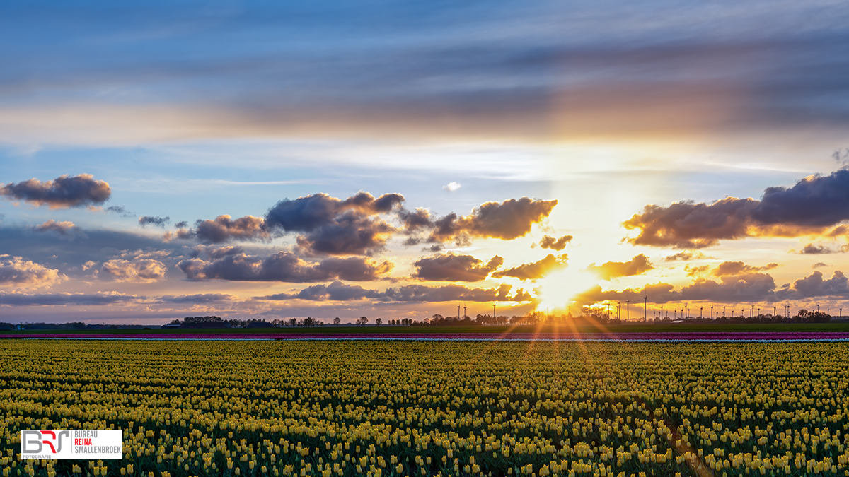 zonsondergang bij de bollen en windturbines