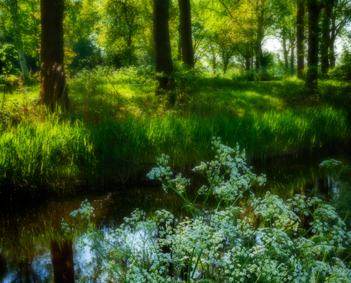 Fluitekruid bij sloot met bomen