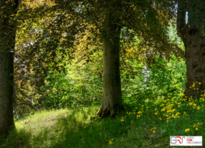 3 bomen in ritme Notaristuin Grootegast
