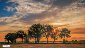 Zonsondergang door bomenrij De Onlanden