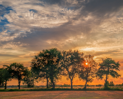 Zonsondergang door bomenrij De Onlanden