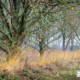 Balloerveld in de herfst