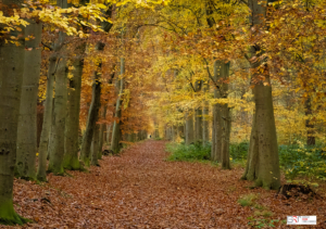 Herfst in het bos Nietap