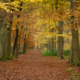 Herfst in het bos Nietap