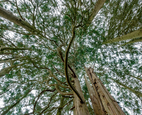 family trees