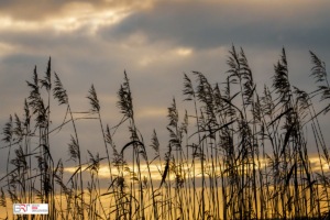 Riet