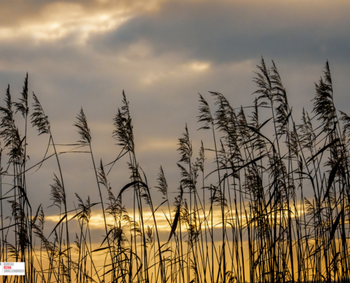 Riet
