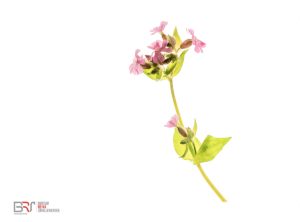 Dagkoekkoeksbloem