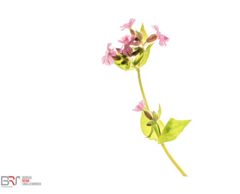 Dagkoekkoeksbloem