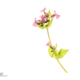 Dagkoekkoeksbloem