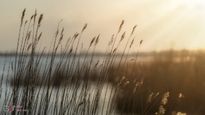 Riet en zonsondergang