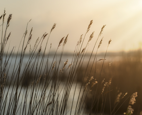 Riet en zonsondergang