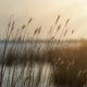 Riet en zonsondergang