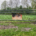 Tuinposter Hertjes