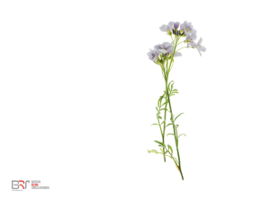 pinksterbloemen