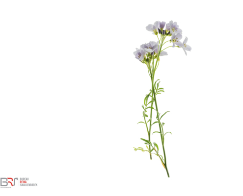 pinksterbloemen