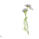 pinksterbloemen
