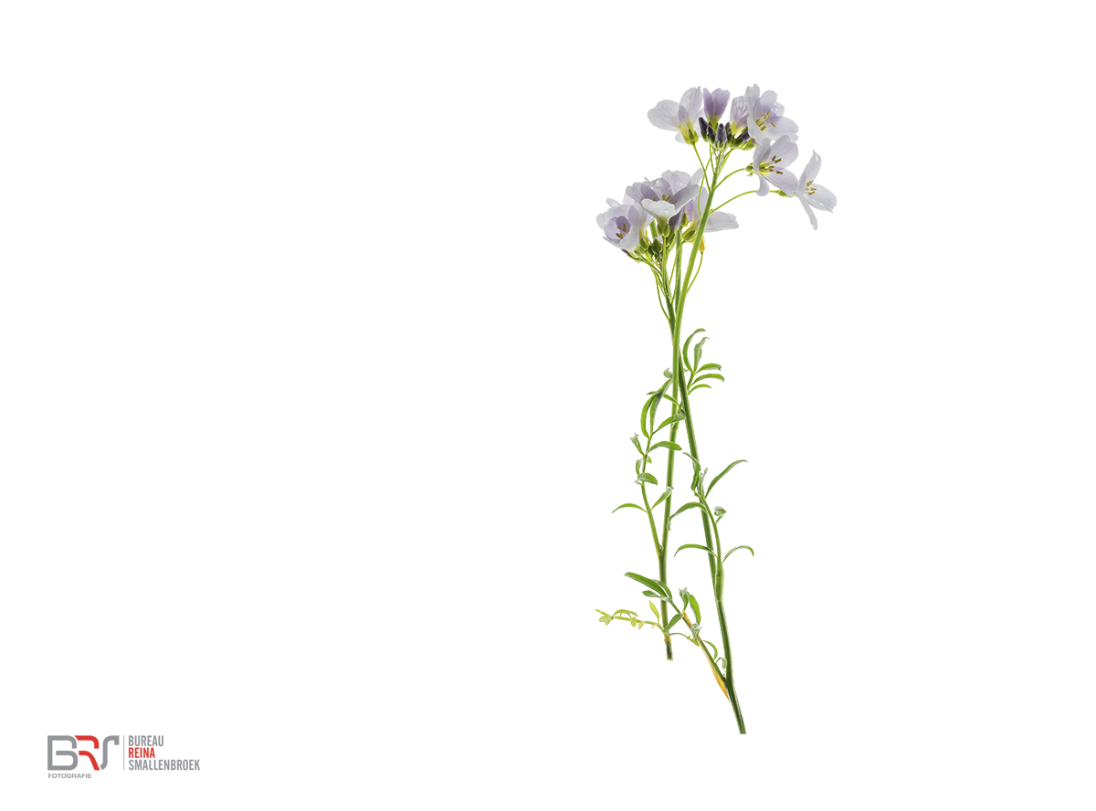 pinksterbloemen