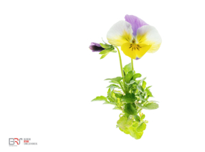 viooltje op lichtbak