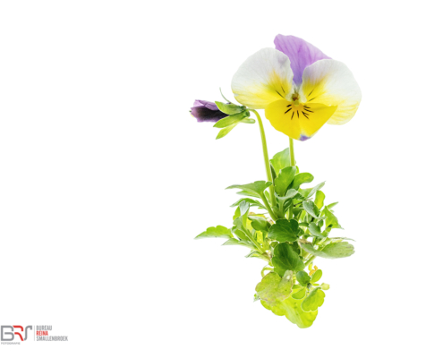 viooltje op lichtbak