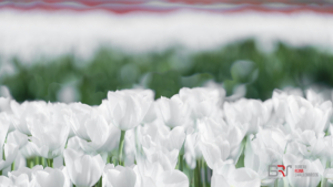 witte tulpen anders